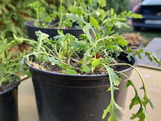 Arugula in pots, salad, agriculture