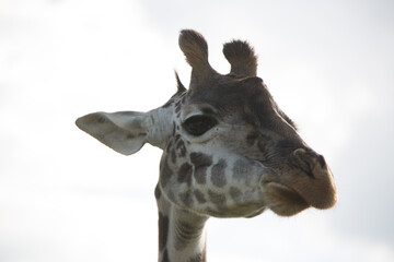 キリンのクローズアップ