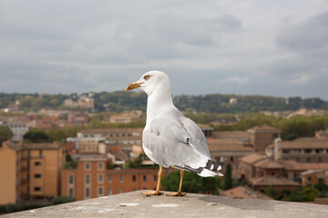 美しい街並みの風景