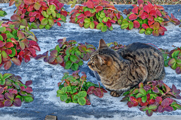 A domestic cat is sitting on a strawberry bed on an autumn day
