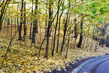 beautiful colorful autumn park in the morning sun
