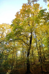beautiful colorful autumn park in the morning sun