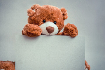 Soft brown teddy bear holding white blank template canvas against grey background as postcard, copyspace
