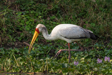 Yellow-billed Stork - Mycteria ibis, beautiful large stork from African fresh waters, savannah and woodlands, Queen Elizabeth NP, Uganda.