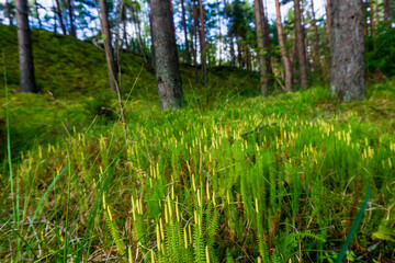 Small green plants growing on the ground of the forest in springe