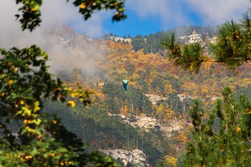 Paraglider autumn mountains. Autumn adventures in the mountains, the concept of an active lifestyle, freedom. Flying on a blue parachute alone. Extreme sport, recreation. Unrecognizable person