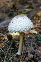 Large white mushroom in brown ground in the forest