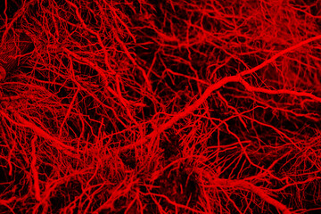 The roots of the plant are similar to vessels and capillaries close-up on a red background. soft selective selective focus. Texture and background