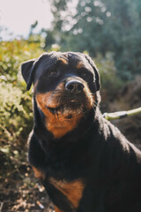 Gran ejemplar de rottweiler de linea americana