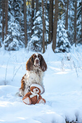 Fluffy English Springer Spaniel sitting on white snowdrift with teddy bear toy in knitted hat and scarf in magical winter forest