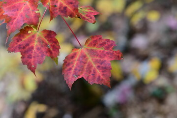 red autumn leaves