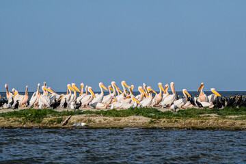 Danube Delta birds