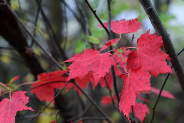 red maple leaves