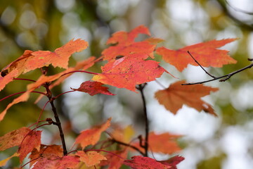 red maple leaves
