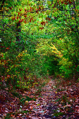 Autumn walk in the wood