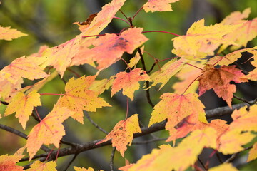 Fototapeta na wymiar autumn maple leaves