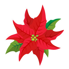 Poinsettia flower. Isolated vector illustration.