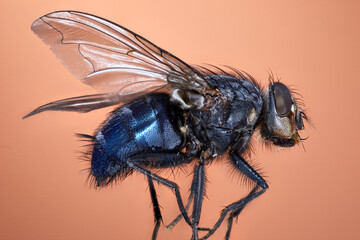 mouche bleue (INSECTA  Diptera  Calliphoridae  Calliphora sp vicina)