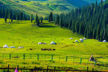 Yurt and grassland scenery,Outdoor life of nomads