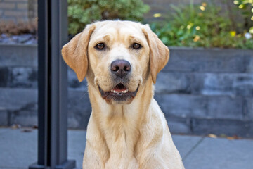 Blond labrador teefje