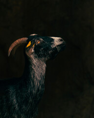 cabra negra de perfil mirando hacia arriba, cabra con los cuernos para atrás en el oscuridad, cabra negra con nariz blanca mirando hacia arriba, chivo en fondo negro
