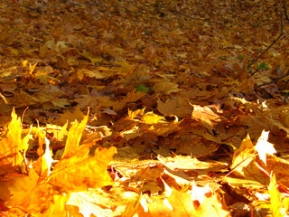 Autumn background - fallen yellow maple leaves