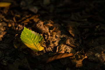 Yellow leaf on the ground of a tree, against the background of other orange, yellow and green leaves and trees in the autumn forest.autumn background. Beautiful artistic light at sunset.Close up