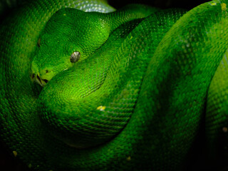 Obraz premium Beautiful coiled green snake
