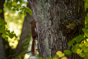 red squirrel running around the park