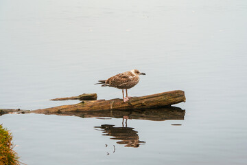 Resting bird on a log on an evening lake with a reflection in the water. The lake bird rests in the evening. Natural background with a bird.