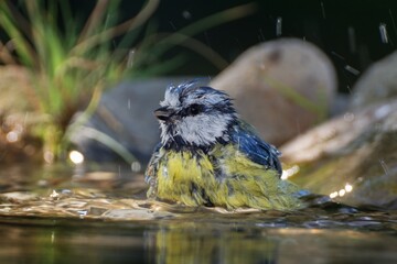 Blue tit (Parus caeruleus) bathes. Czechia. Europe. 