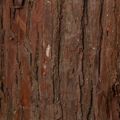 Japanese Cedar tree bark