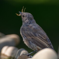The black redstart , Phoenicurus ochruros, female with food. Czechia. Europe.