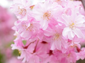 満開の枝垂れ桜、しだれ桜、クローズアップ