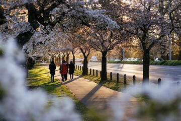 Group of women walking between cherry blossom trees. Hagley Park, Christchurch, New Zealand - obrazy, fototapety, plakaty