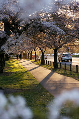 Hagley Park with cherry blossoms at sunset. Christchurch, New Zealand