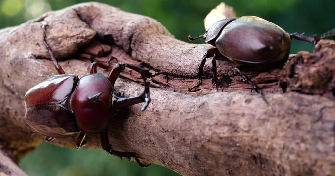 Video of male and female beetles. 
Japanese Rhinoceros Beetle.