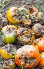 The Spanish slug pest Arion vulgaris snail parasite on tomato moves garden field, eating mature fruiting plant crops, moving dangerous brownish invasive agriculture, farm agriculture,