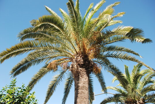PALMERA DATILERA