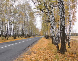 Obraz premium road among white colorful birches in autumn