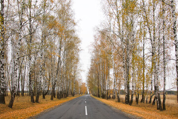 Fototapeta na wymiar road among white colorful birches in autumn