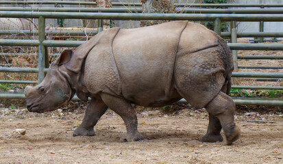 rhino in the zoo