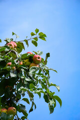 apple tree