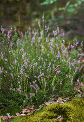 Obraz premium Heather in the forest