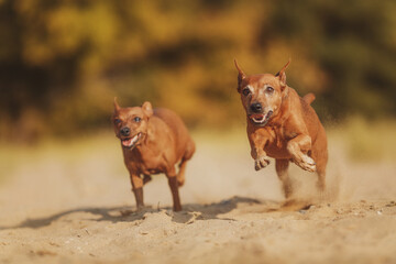 portrait of a dog  Miniature Pinscher