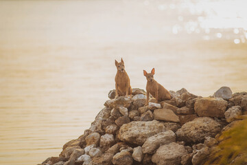 portrait of a dog  Miniature Pinscher