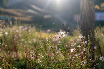 화창한 가을 꽃
