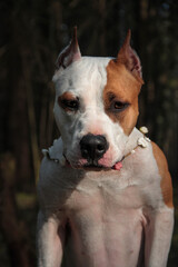 Obraz premium american staffordshire terrier portrait