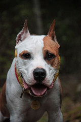 american staffordshire terrier