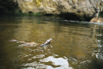 Fish in river caught by fly fishing technique. Fish open mouth hang on hook.